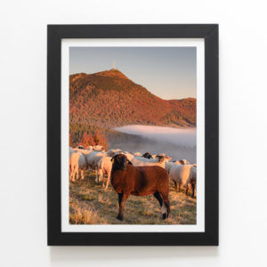 Brebis et moutons au pied du puy de Dôme