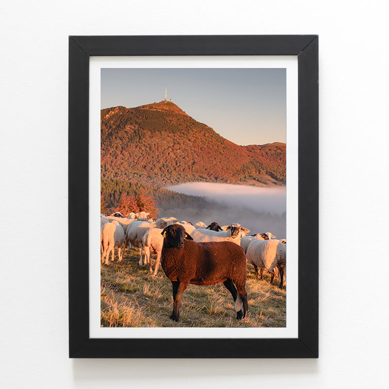 Brebis et moutons au pied du puy de Dôme